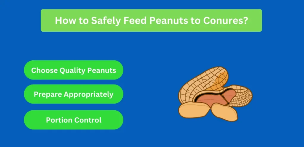 How to Safely Feed Peanuts to Conures tips