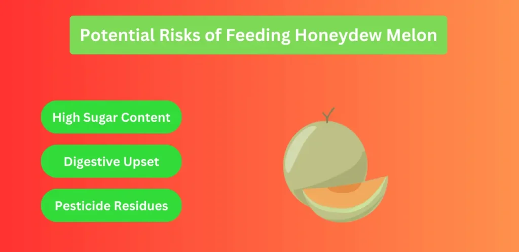 Potential Risks of Feeding Honeydew Melon for Parrots