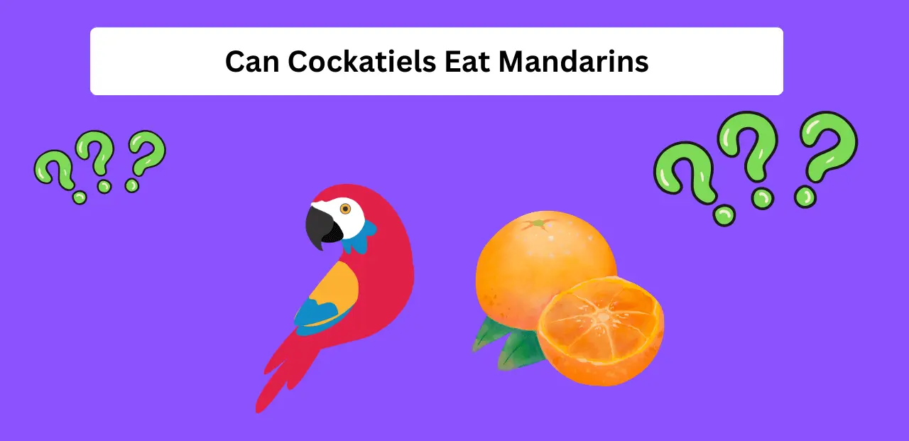 can cockatiels eat mandarins