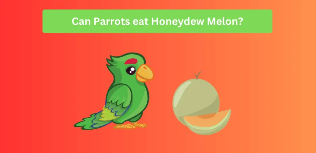 can parrots eat Honeydew Melon