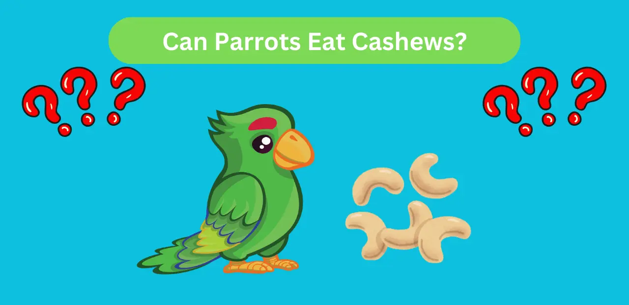 Can Parrots Eat Cashews