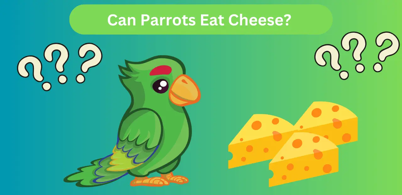 Can Parrots Eat Cheese