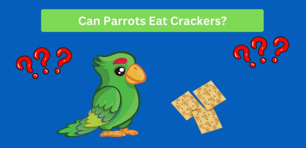 Can Parrots Eat Crackers