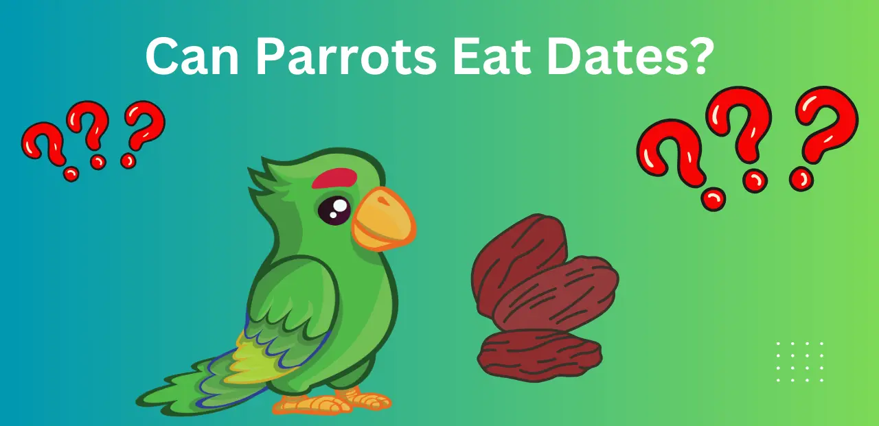 Can Parrots Eat Dates