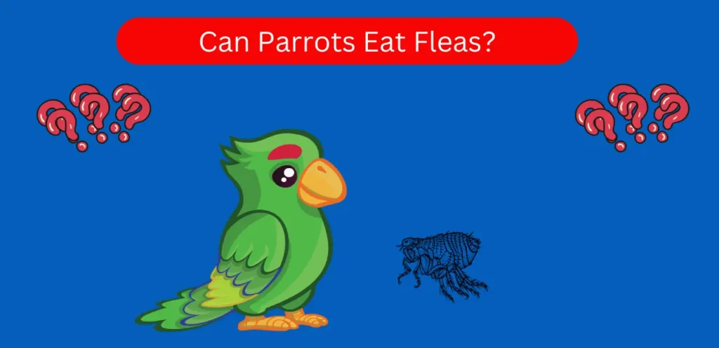 Can Parrots Eat Fleas