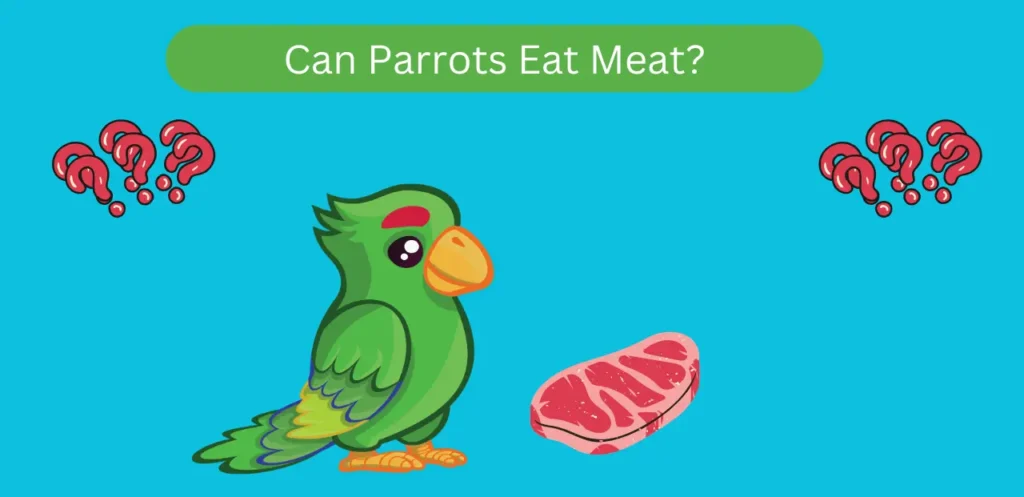 Can Parrots Eat Meat in 2025 A Complete Guide to Their Diet