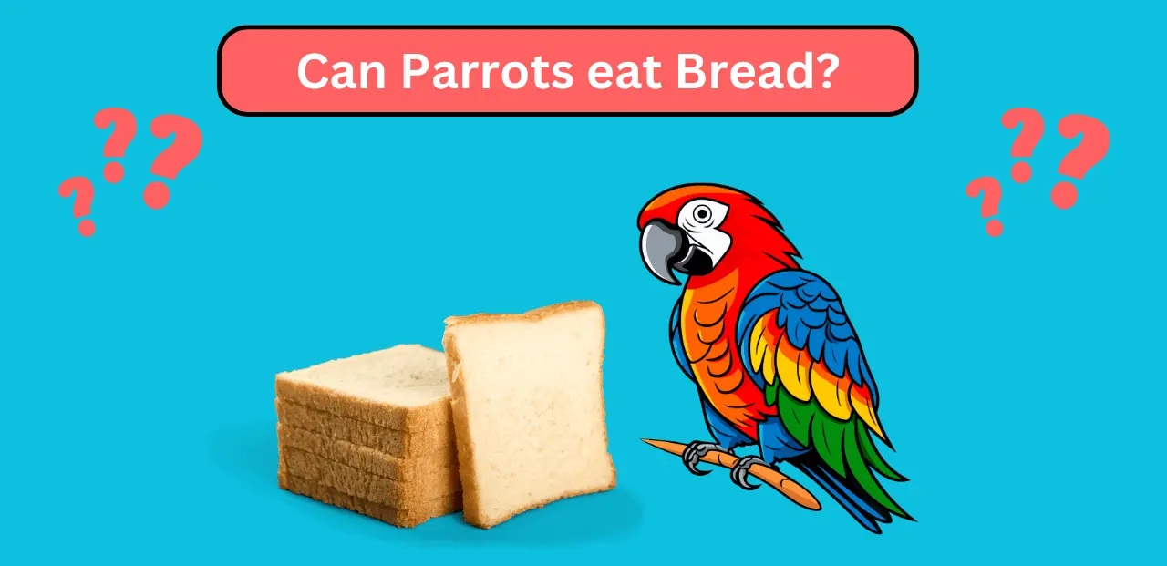 Can Parrots eat Bread?