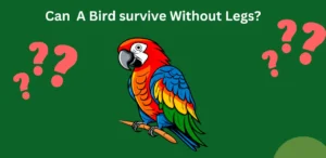 Can a Bird Survive with Only One Leg