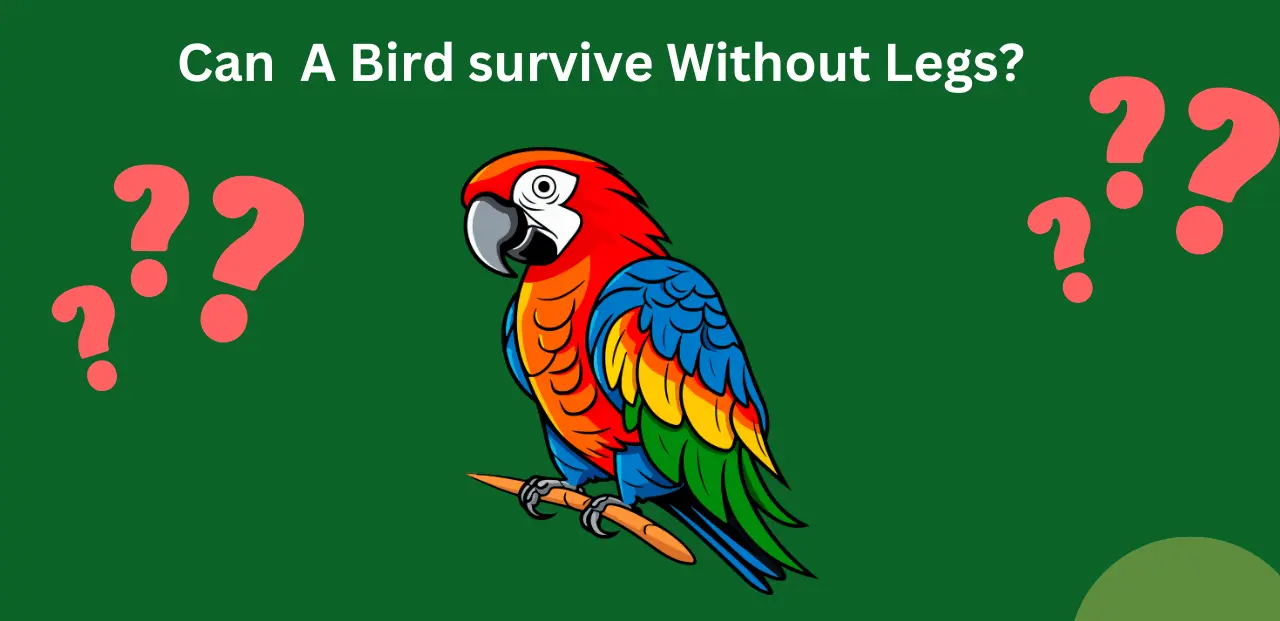 Can a Bird Survive with Only One Leg