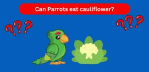 Can parrots eat cauliflower