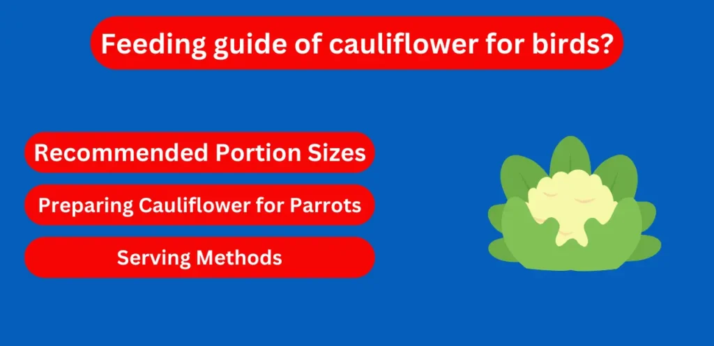 Feeding guide of cauliflower for birds