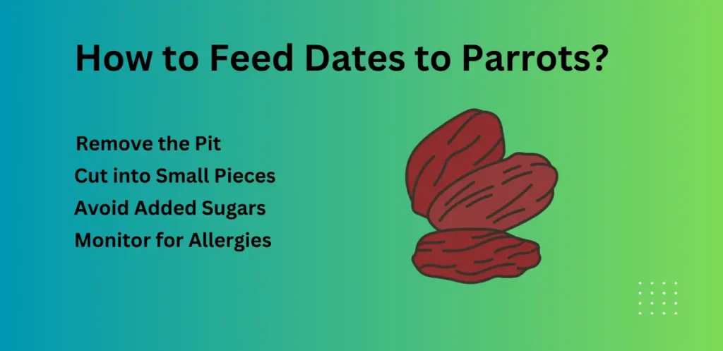 Feeding tips to your parrots