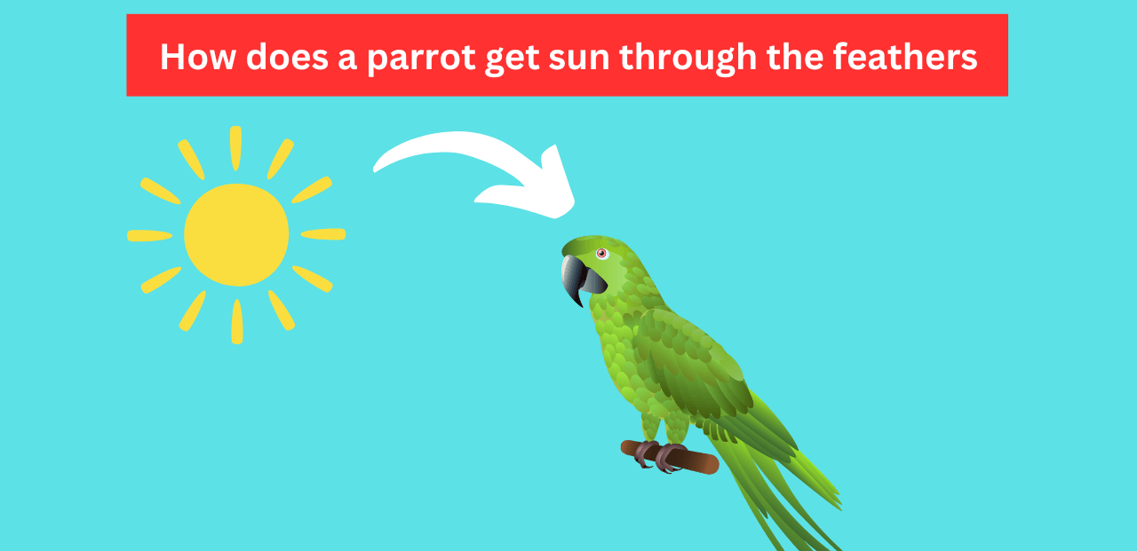 How does a parrot get sun through the feathers