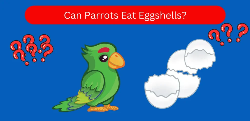 Parrot Eating Egg Shells