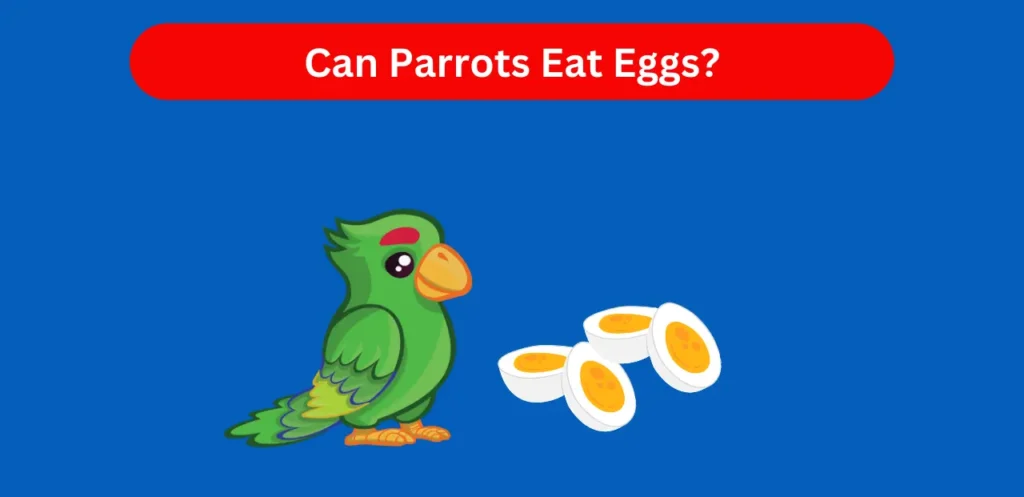 can parrots eat eggs