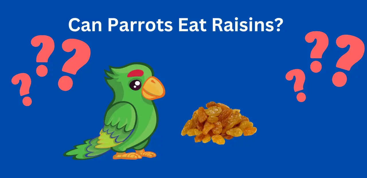 can parrots eat raisins