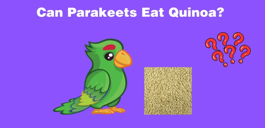 Can Parakeets Eat Quinoa