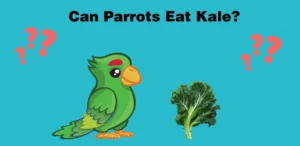 Can Parrots Eat Kale