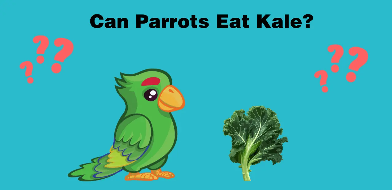 Can Parrots Eat Kale