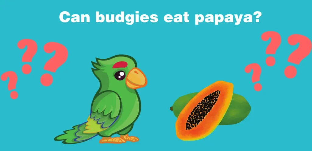 Can budgies eat papaya 