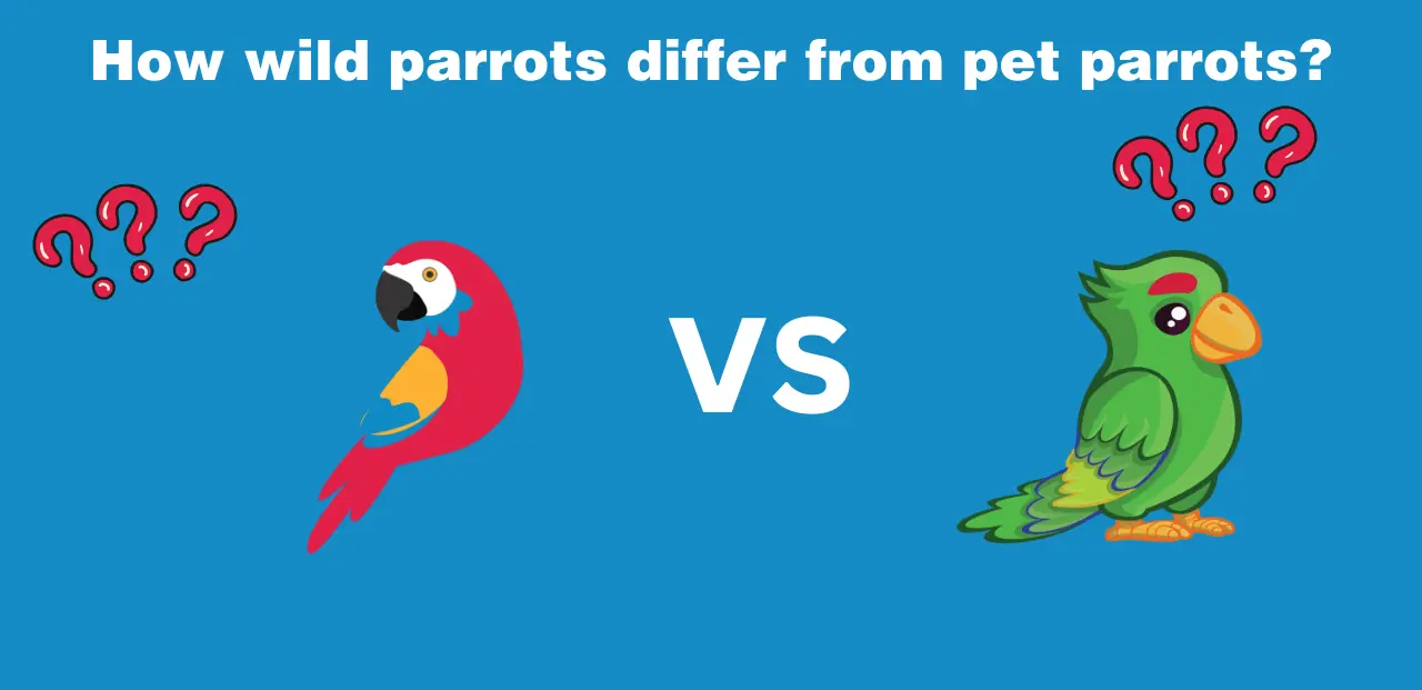 How wild parrots differ from pet parrots