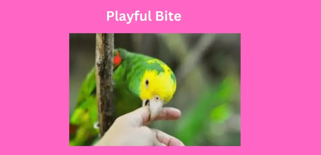 Parrot playful bite 