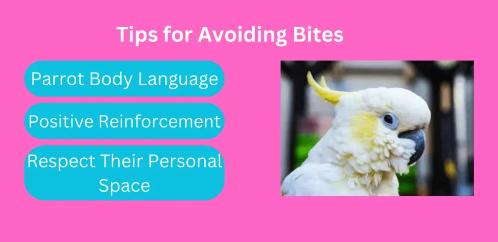 Why Do Cockatoos Bite During Petting? Mistakes & Tips for Owners