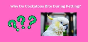 Why Do Cockatoos Bite During Petting