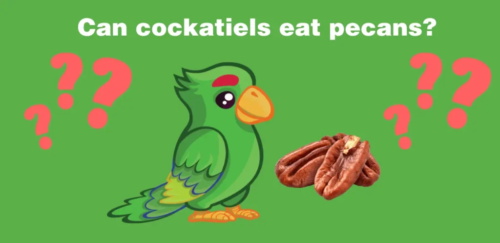 can cockatiels eat pecans