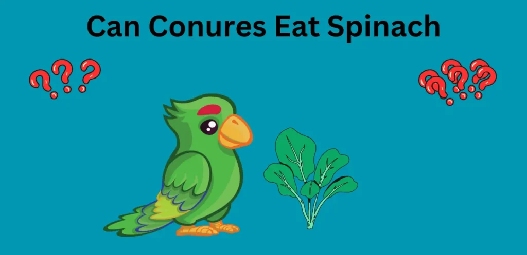 can conures eat spinach