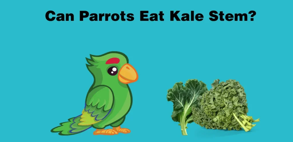 parrot eating kale stem